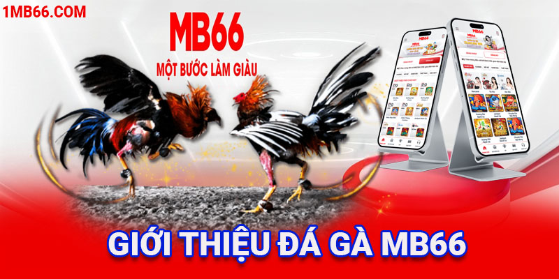 ĐÁ GÀ MB66 - Thiên hạ đệ nhất thần kê